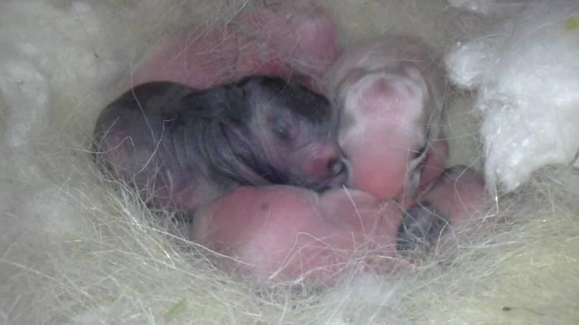 Nido para las crías de conejo