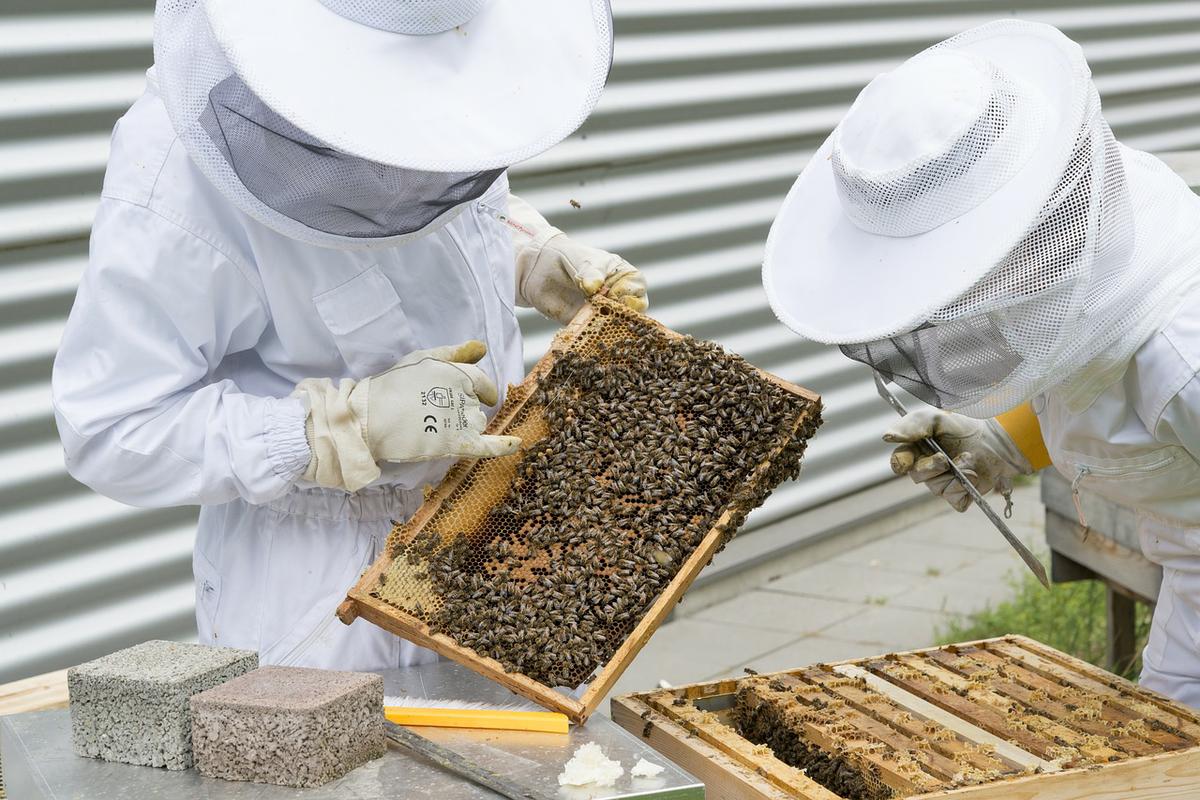 Las abejas y sus tesoros.Actividades para niños