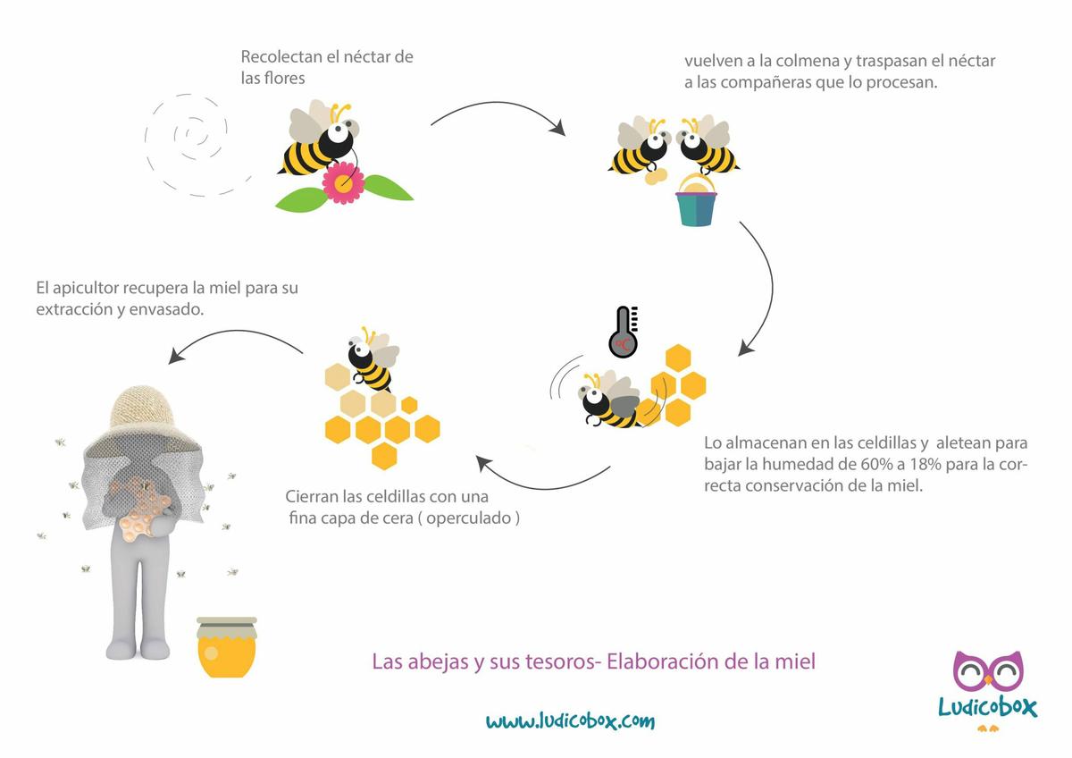 Como Fabrican La Miel Las Abejas Para Niños