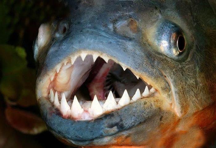 dientes de la piraña