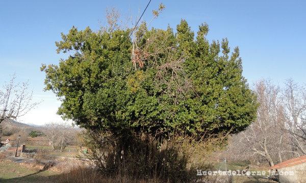 Mata de laurel en Navaescurial