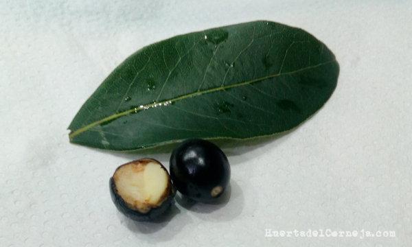 Hoja y frutos del laurel común