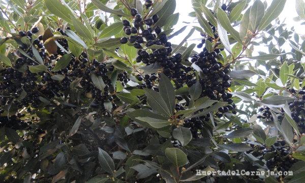 Laurel con frutos