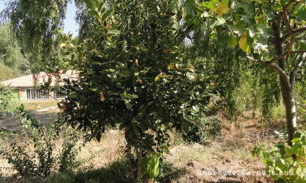 Uno de nuestros laureles, junto a un ciruelo