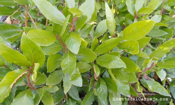 Hojas jóvenes de laurel común