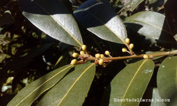 Botones florales de laurel común