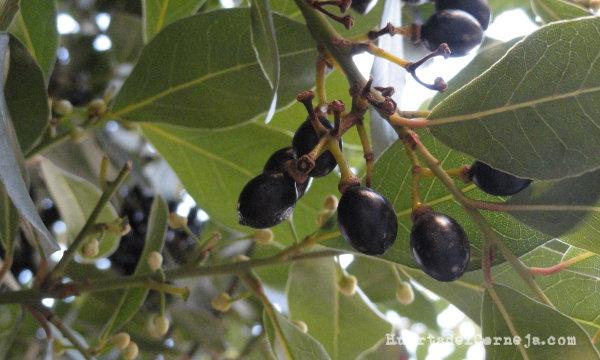 Laurela con frutos y botones florales