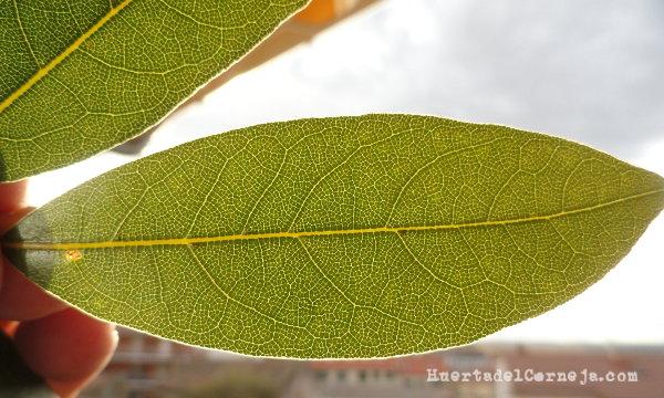 Hoja de laurel fotografiada al trasluz