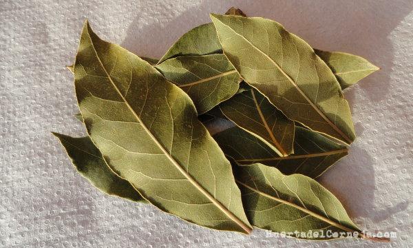 Laurel, un condimento