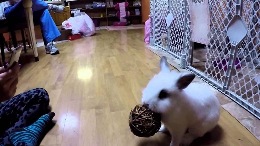 Conejo mordiendo juguetes