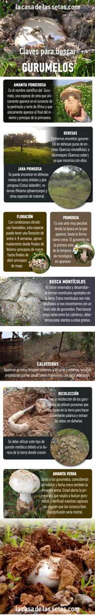 Gurumelos, secretos y claves para encontrar esta especial seta