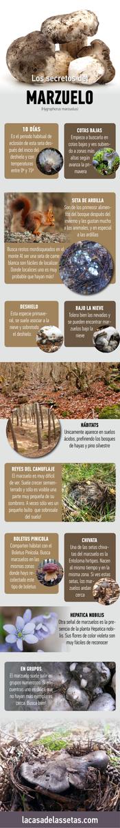 Marzuelo, seta de ardilla, la seta de las nieves