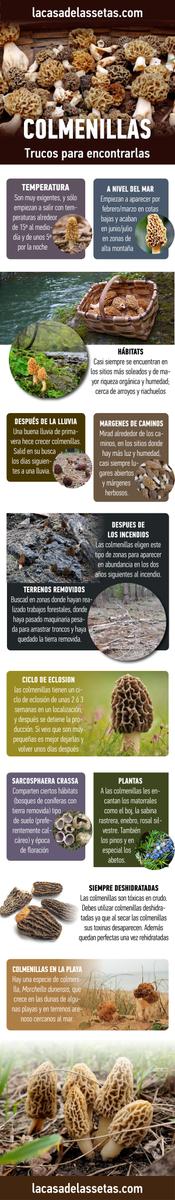 Colmenillas, trucos para encontrarlas