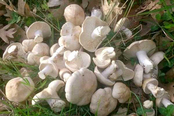 Perrechico, una seta muy especial