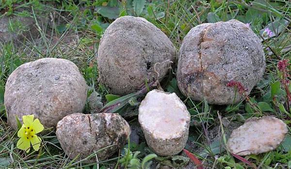 Descubre los secretos de las criadillas de tierra, una seta muy especial del sur peninsular