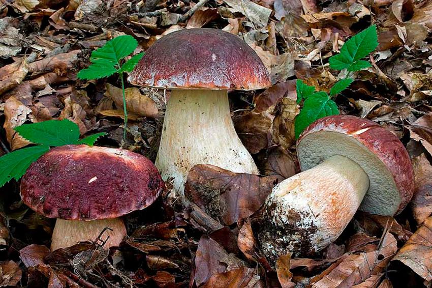 Boletus pinícola, el amigo de los pinos