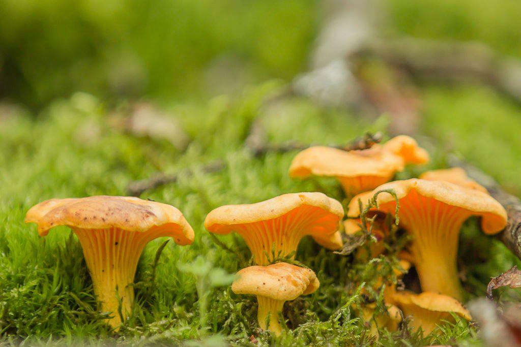 Rebozuelos, destellos amarillos en el monte