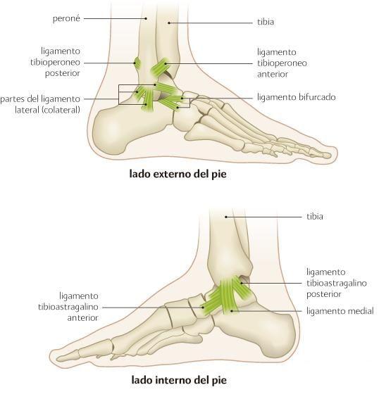 Ligamentos del Tobillo