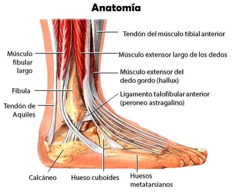 Musculos del Tobillo