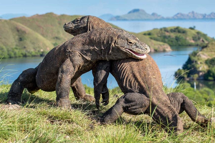 Dragón de Komodo en Indonesia