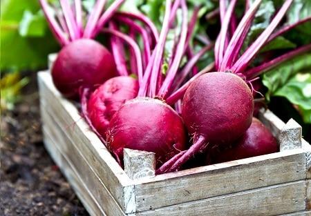 remolachas para la DE