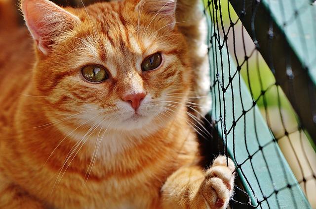 red seguridad para gatos