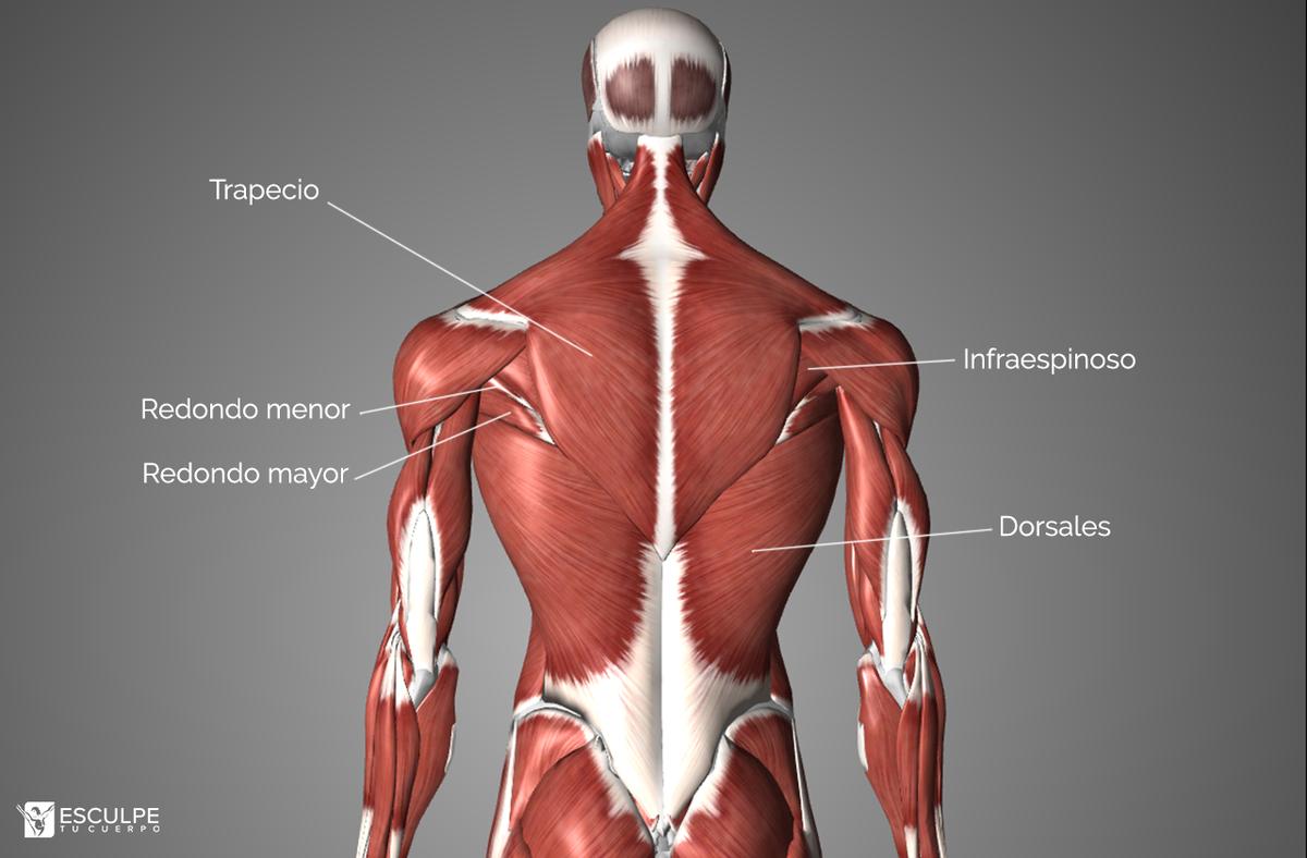 espalda anatomia