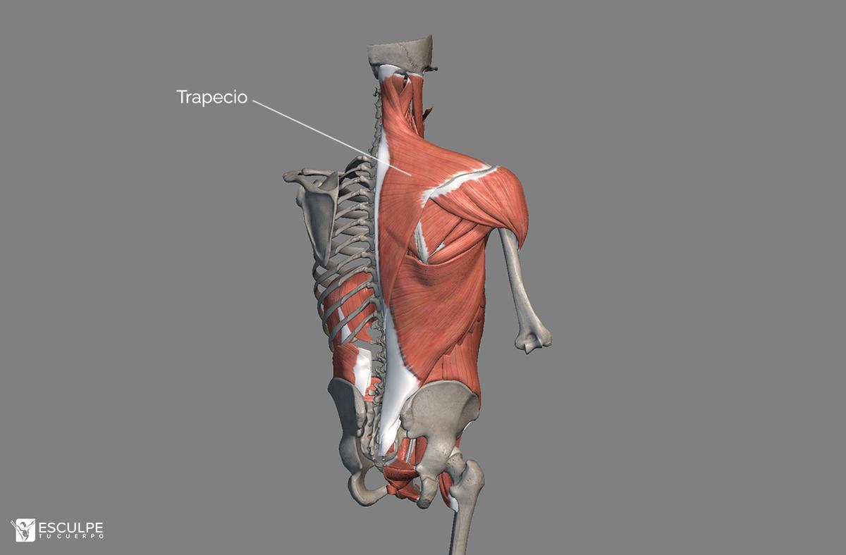 trapecio espalda