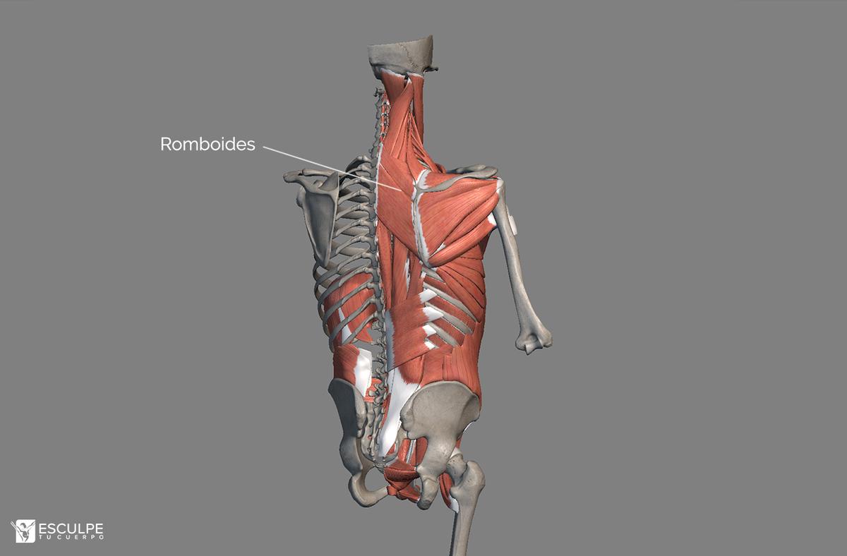 romboides espalda
