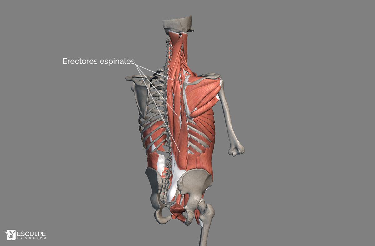erectores espinales espalda