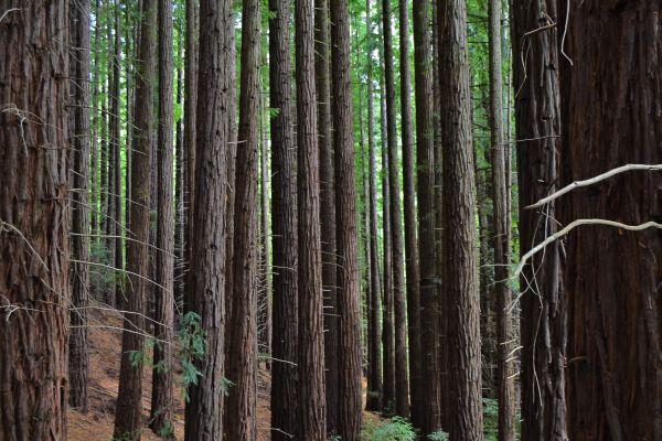 Secuoyas en Cabezón de la Sal