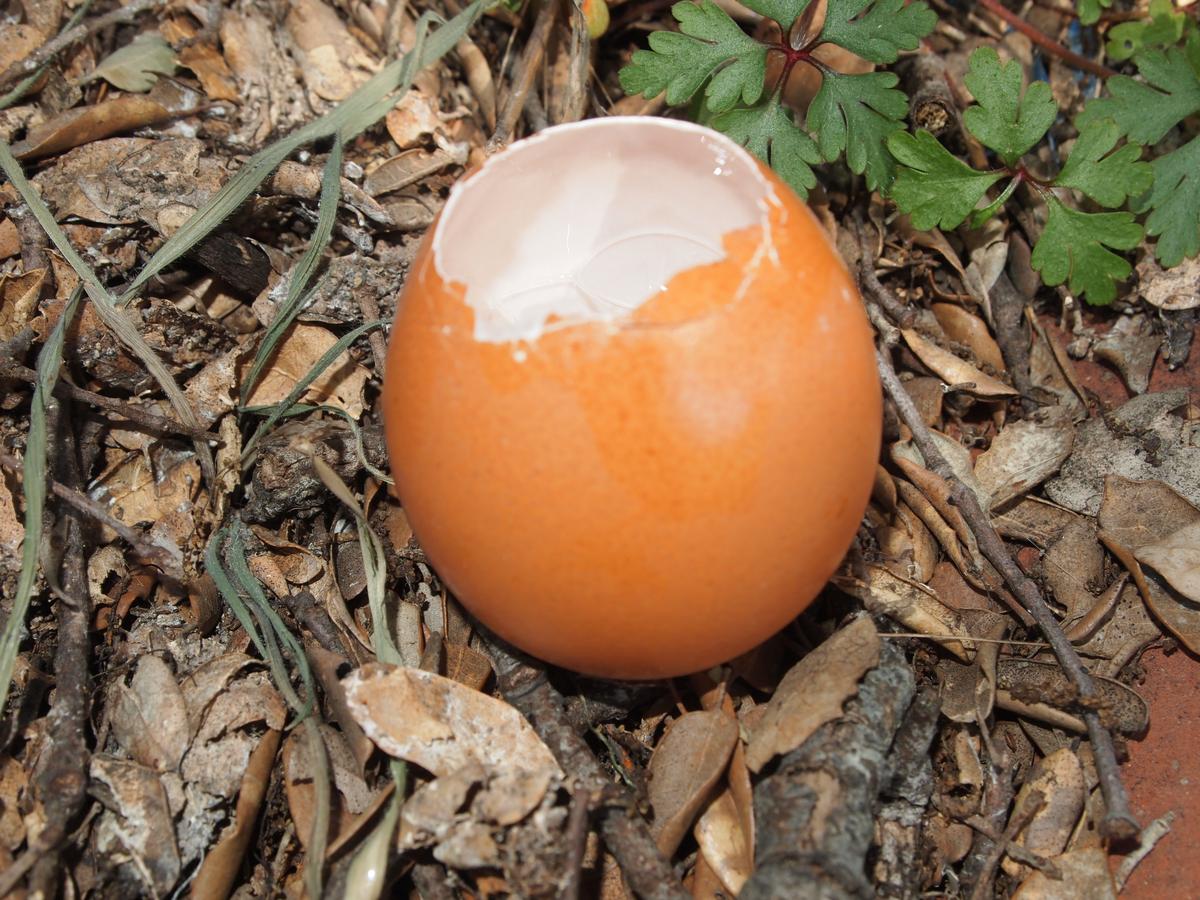 Semilleros en cascara de huevo