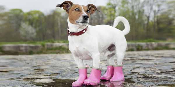 Botas para mascotas