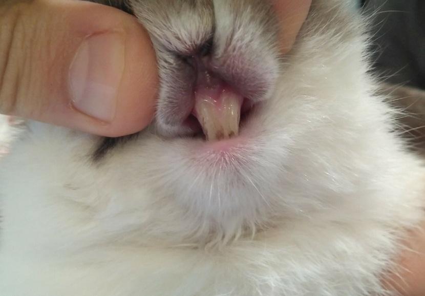 Crecimiento del diente de conejo