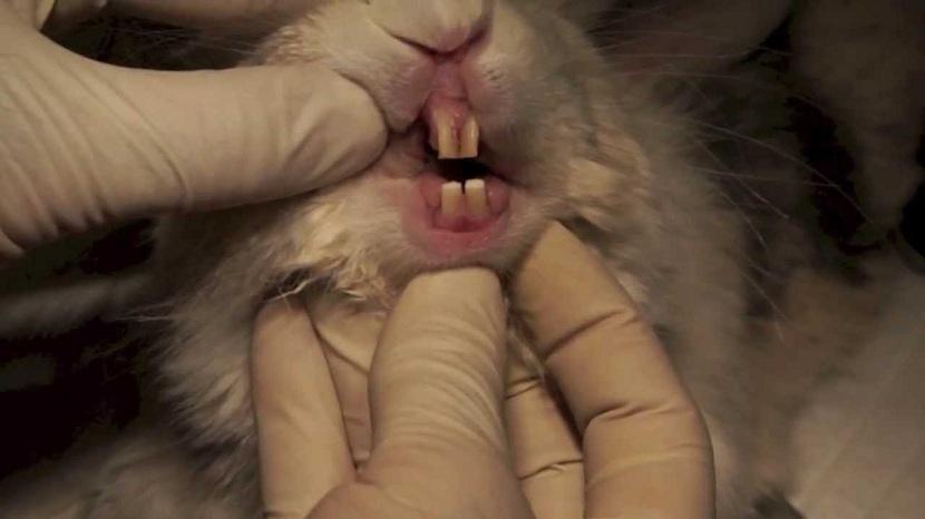 Incisivos de conejos