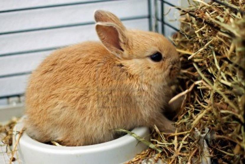 Alimentación del conejo