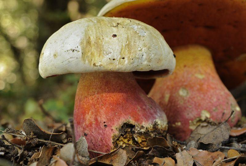 boletus satanas