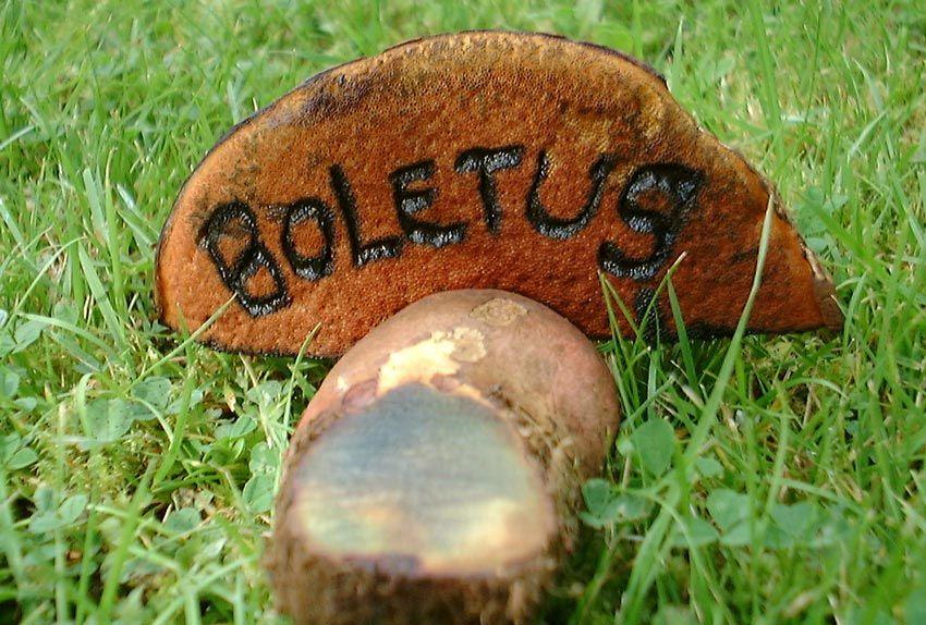38-boletus-erythropus-pie-rojo-eritropus-la-casa-de-las-setas