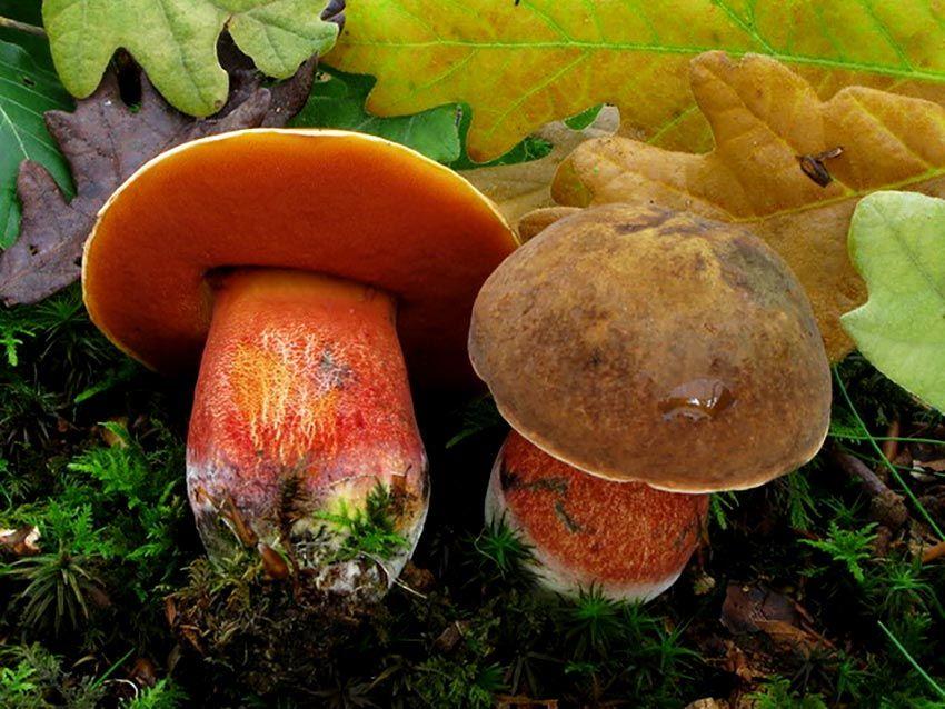37-boletus-erythropus-pie-rojo-eritropus-la-casa-de-las-setas