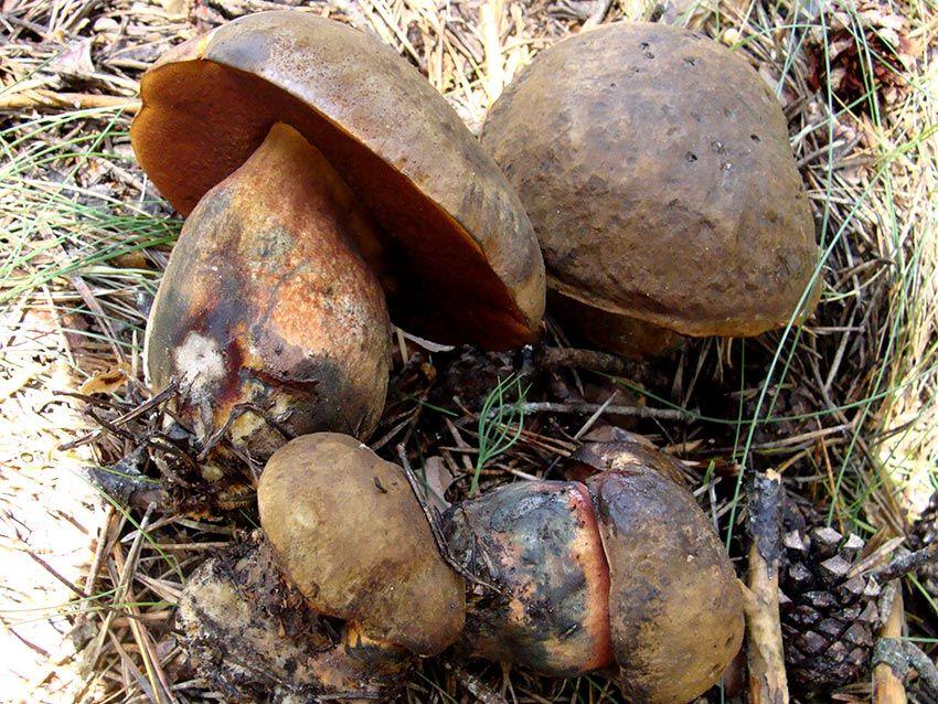 34-boletus-erythropus-pie-rojo-eritropus-la-casa-de-las-setas