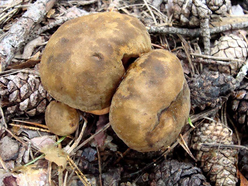 33-boletus-erythropus-pie-rojo-eritropus-la-casa-de-las-setas
