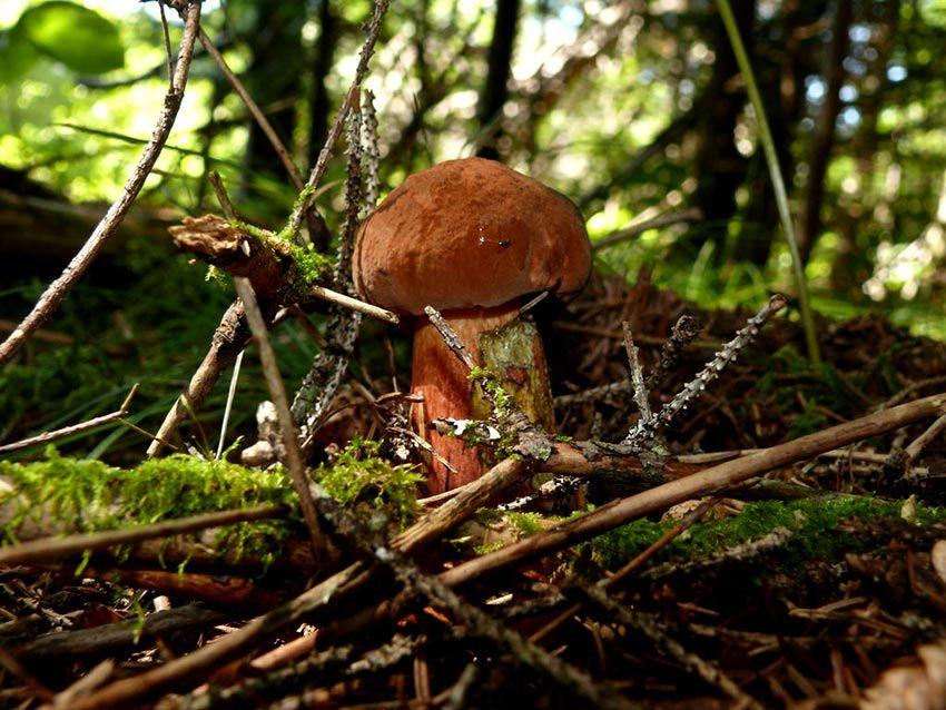 32-boletus-erythropus-pie-rojo-eritropus-la-casa-de-las-setas