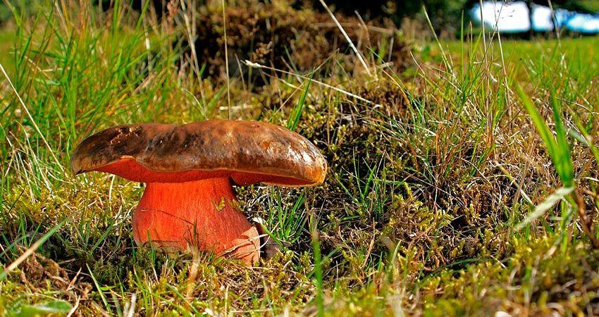 31-boletus-erythropus-pie-rojo-eritropus-la-casa-de-las-setas