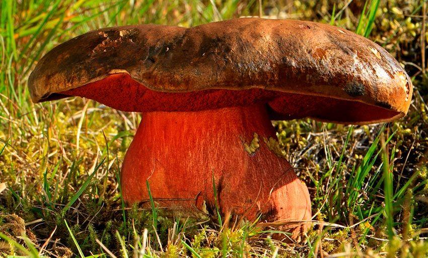 30-boletus-erythropus-pie-rojo-eritropus-la-casa-de-las-setas