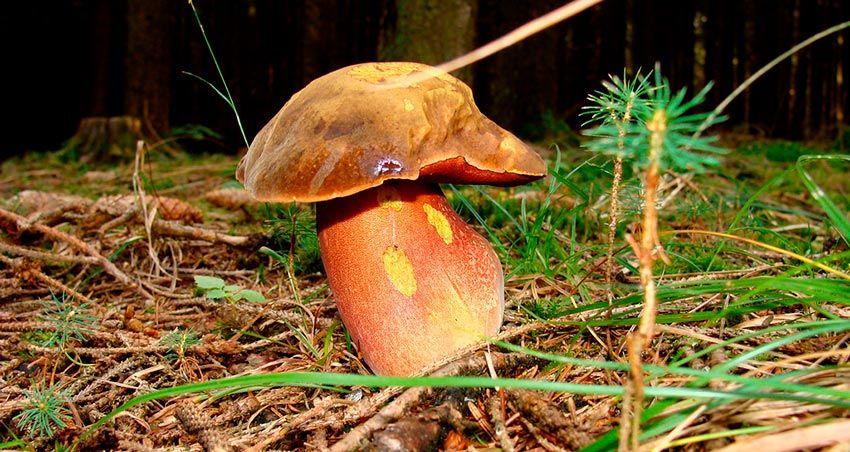 29-boletus-erythropus-pie-rojo-eritropus-la-casa-de-las-setas