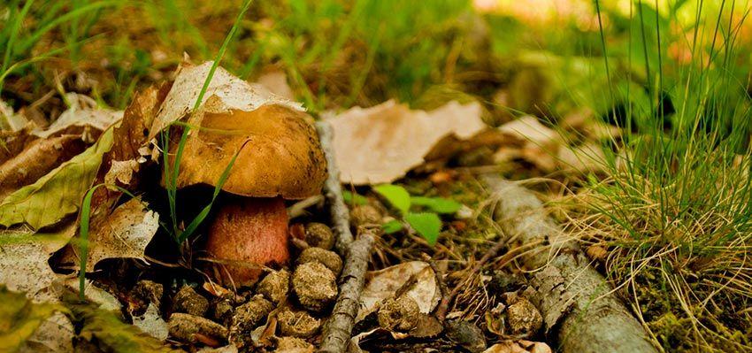 28-boletus-erythropus-pie-rojo-eritropus-la-casa-de-las-setas
