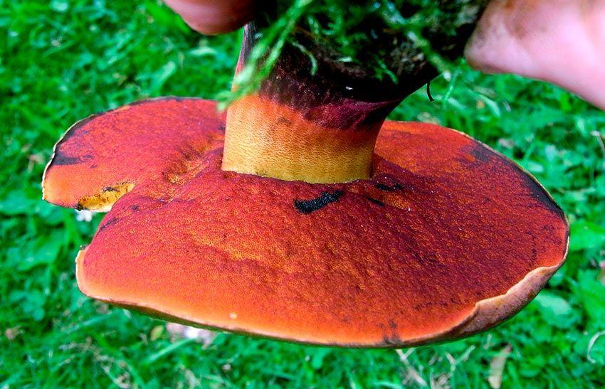 27-boletus-erythropus-pie-rojo-eritropus-la-casa-de-las-setas