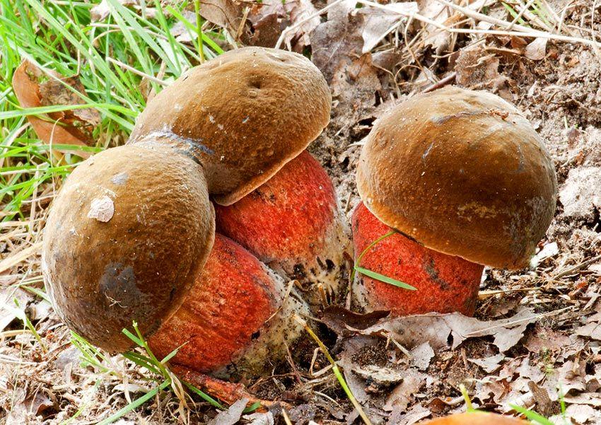 26-boletus-erythropus-pie-rojo-eritropus-la-casa-de-las-setas