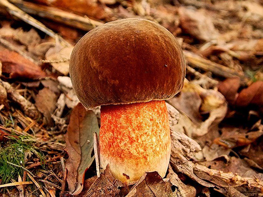 25-boletus-erythropus-pie-rojo-eritropus-la-casa-de-las-setas