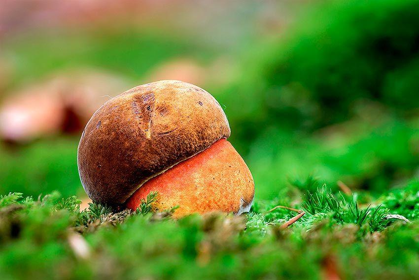 24-boletus-erythropus-pie-rojo-eritropus-la-casa-de-las-setas